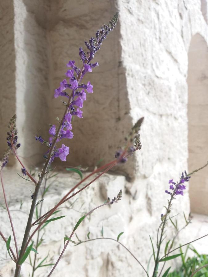Trulli Di Puglia - Casa Vacanze In Valle D'Itria Martina Franca Exterior foto